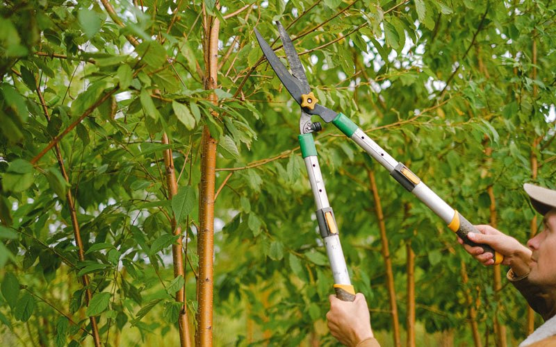 Tree trimming in Norwalk, WI